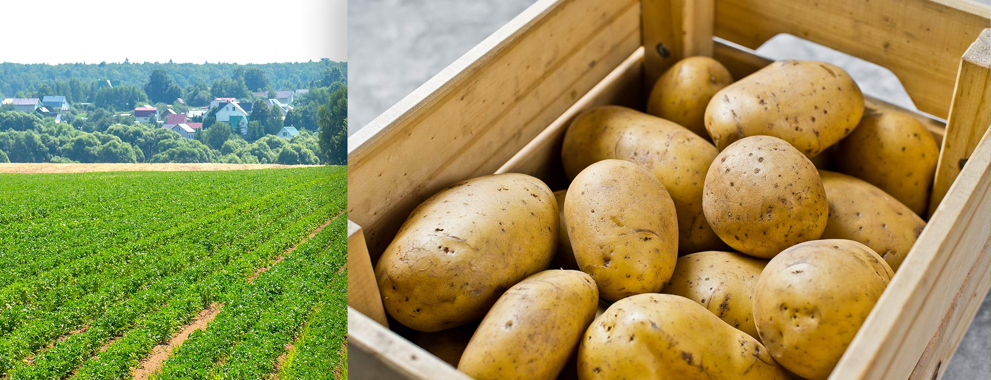Anbaugebiete Kartoffeln